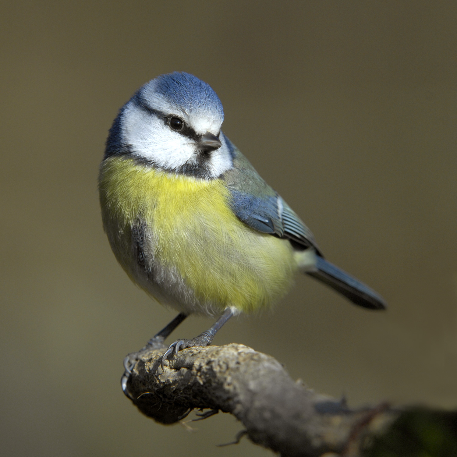 Vogelbild Blaumeise 2026 04 21