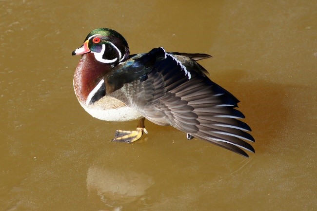 Vogelbild Brautente 2026 04 28