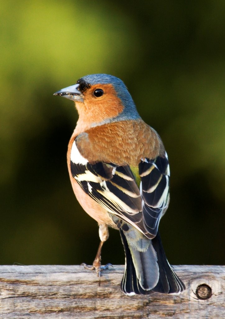 Vogelbild Buchfink 2026 05 05