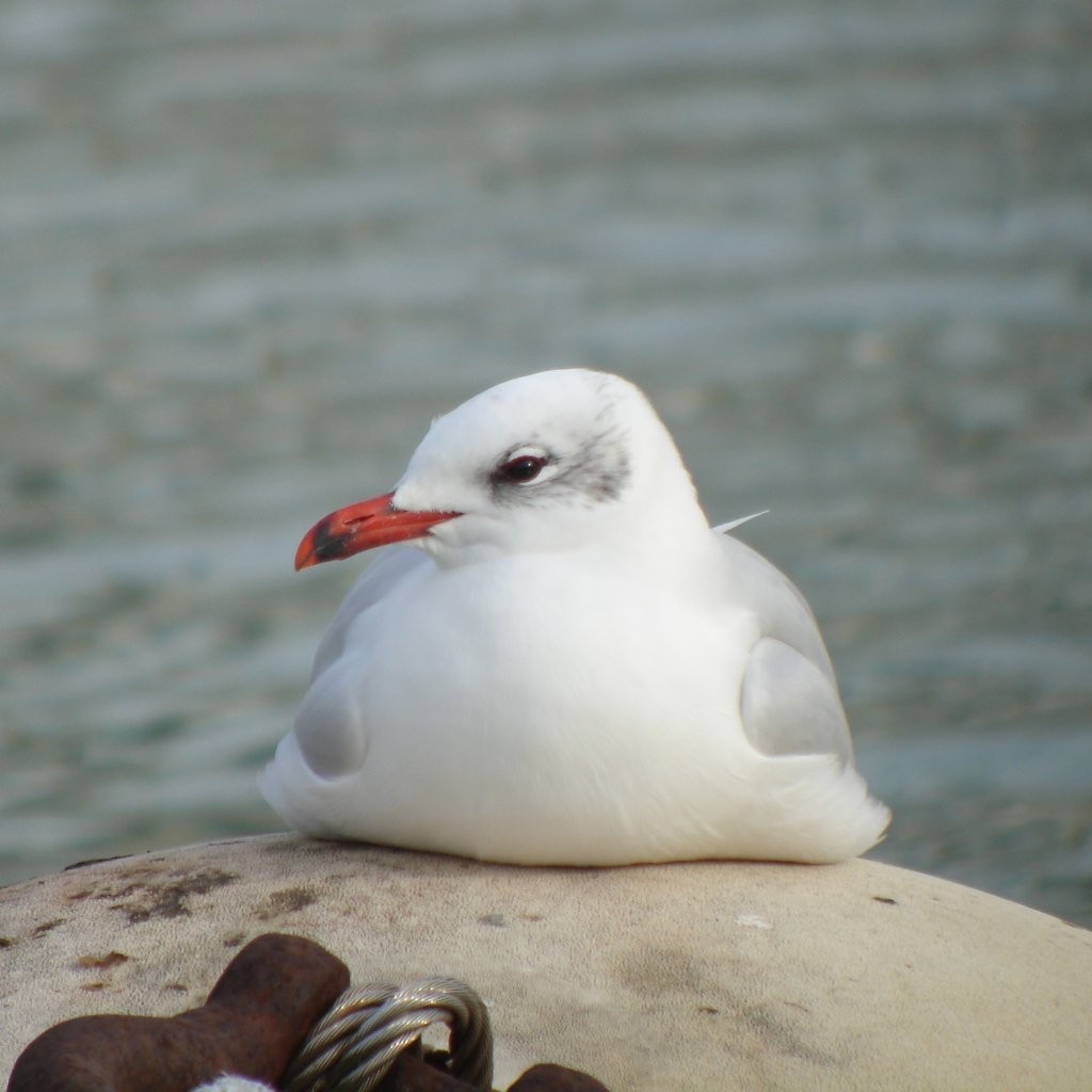 Vogelbild Graumöve 2026 06 07