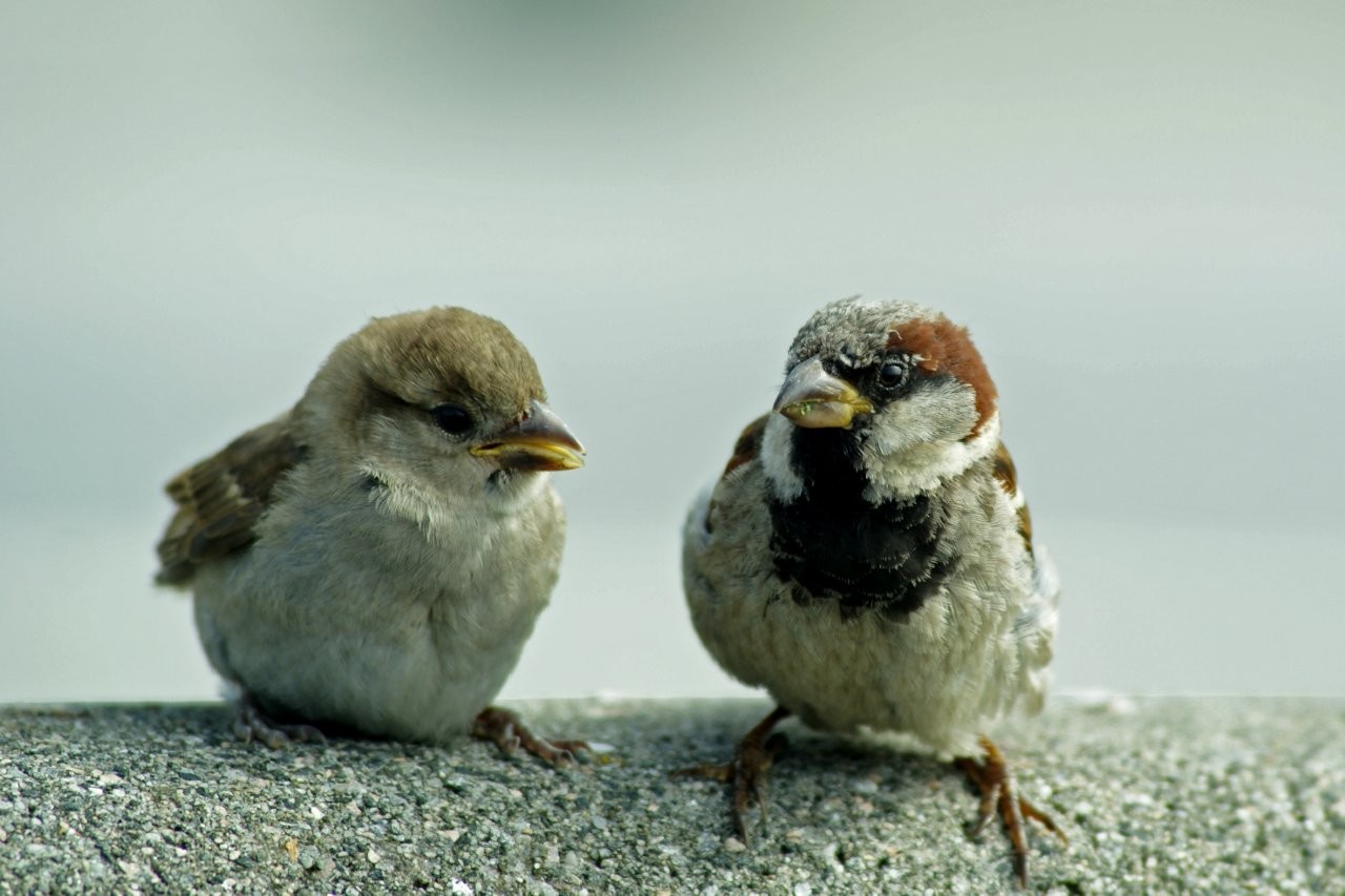 Vogelbild Haussperling 2026 05 26