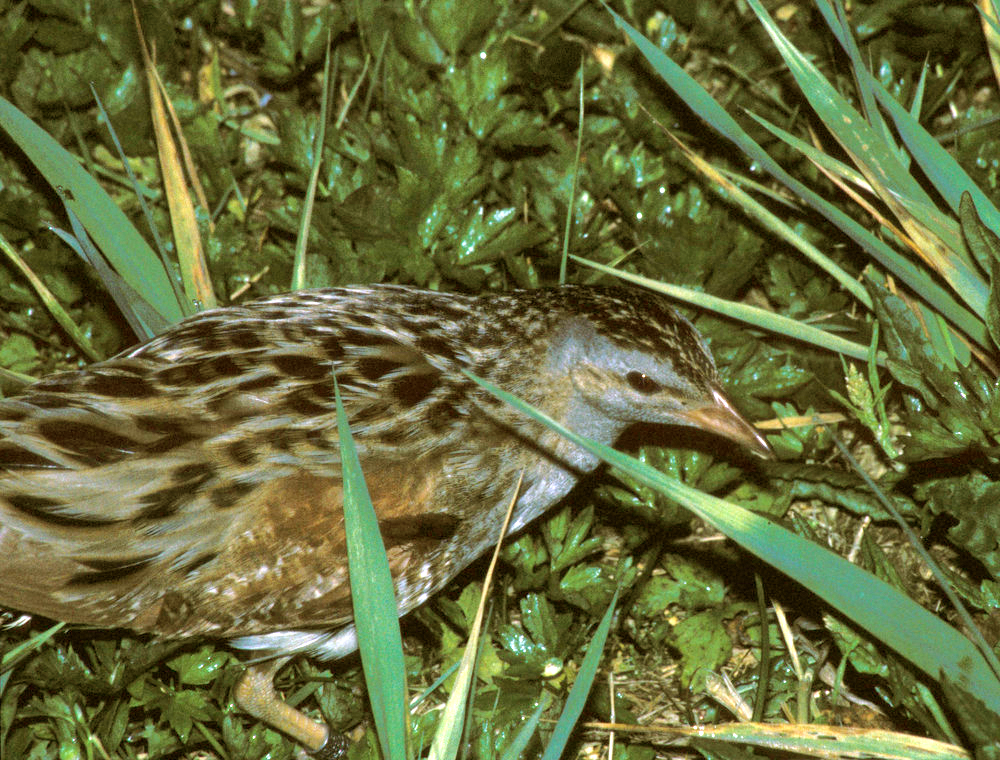 Vogelbild Wachtelkönig 2026 06 01